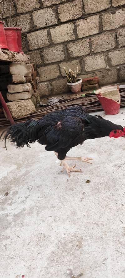 aseel murga for sale