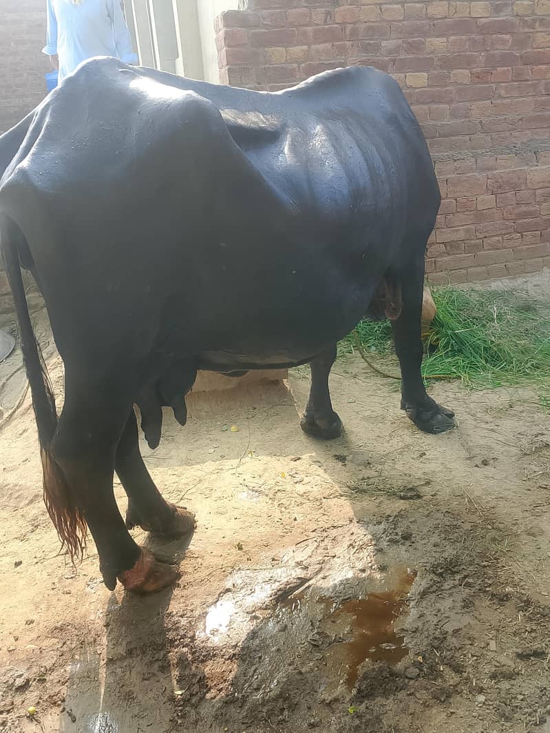 buffalo 0