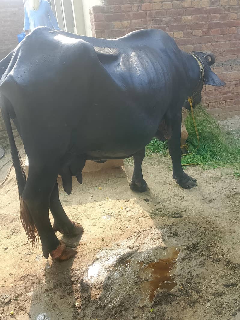 buffalo 2