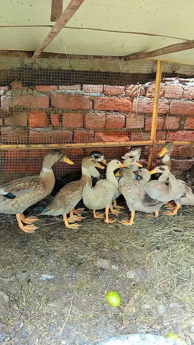 Ducks
