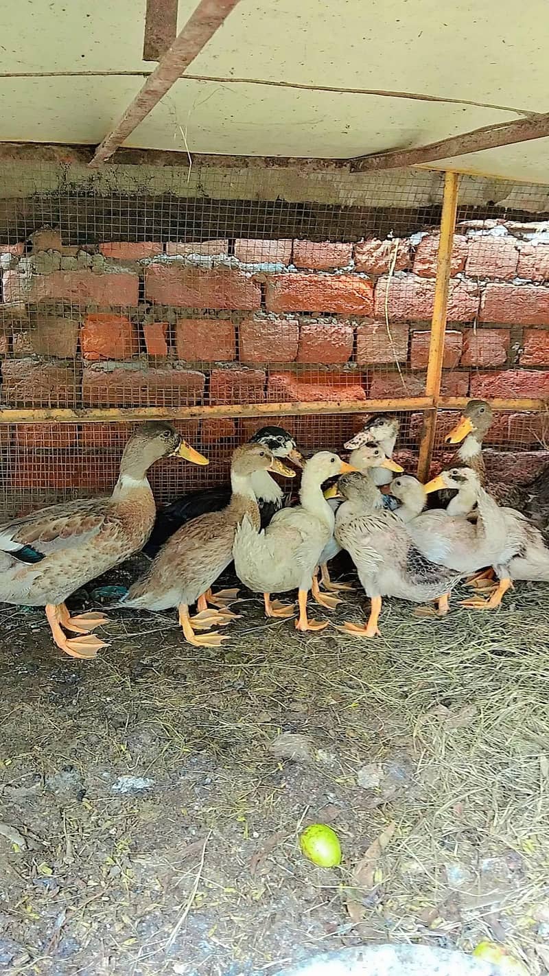 Ducks 0