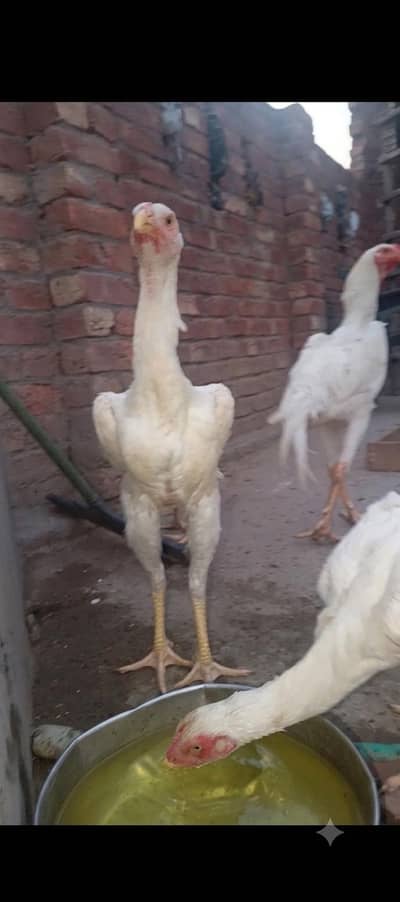 shamo hen and aseel
