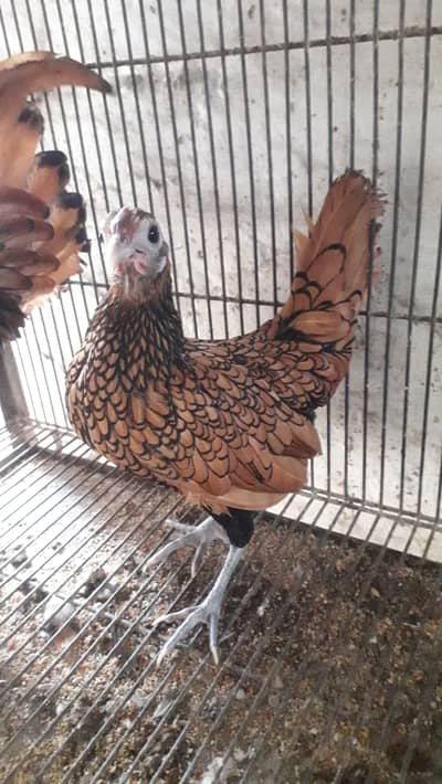Golden sebright breeder pairs