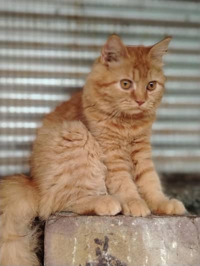 Siberian Persian mix breed