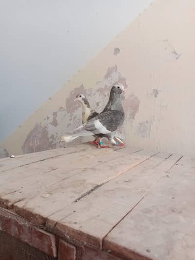Silver Kasni Breeder Pair