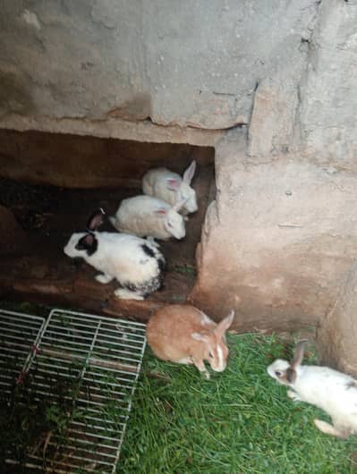 Rabbits for sale