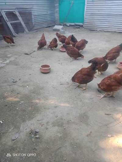 RIR Hens and Rosters for sale