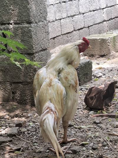 Aseel White Male for sale
