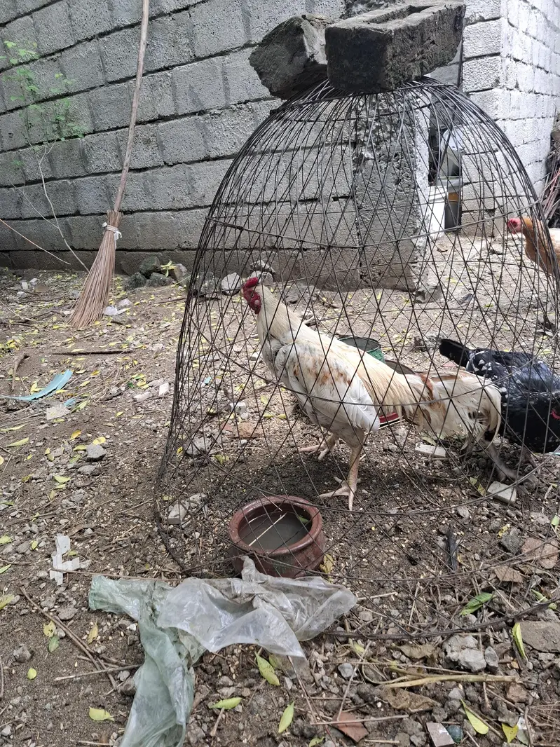 Aseel White Male for sale — photo 2