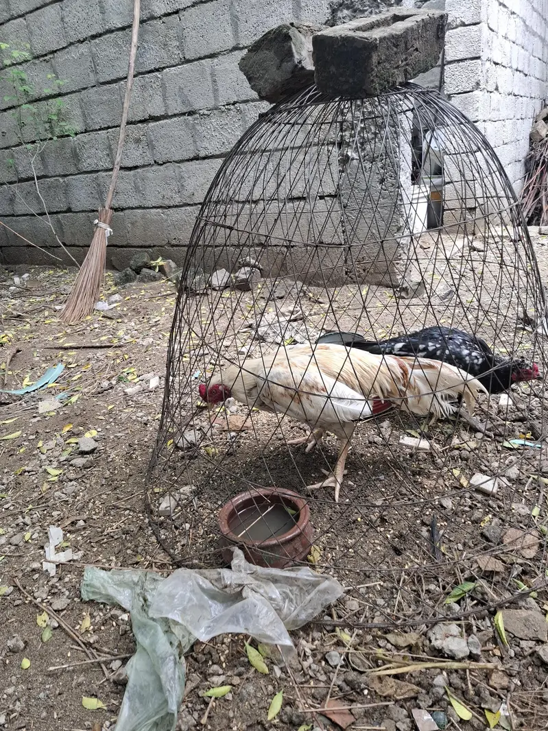 Aseel White Male for sale — photo 3