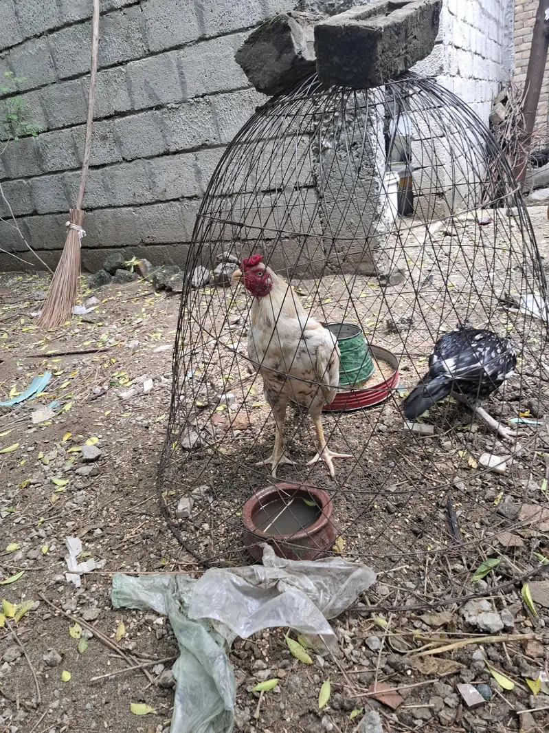 Aseel White Male for sale — photo 4