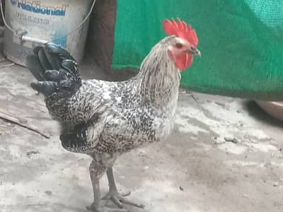 Dessi Murghy| Golden Misri Murghy| Dessi choozy