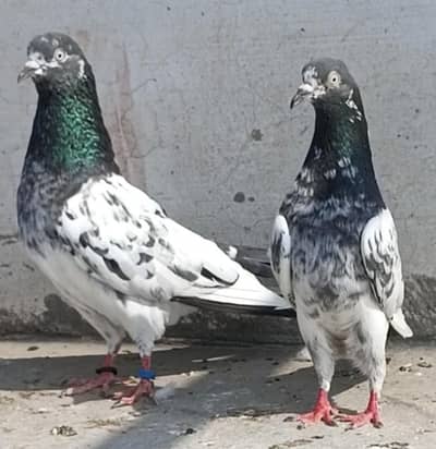 All setup for sale pigeon kabutar