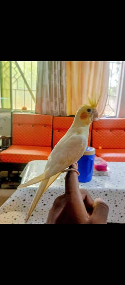Hand tame cocktail