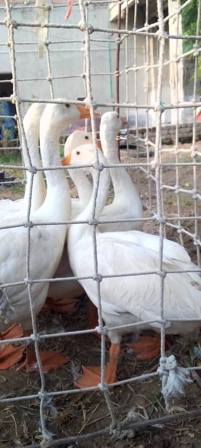 white ducks
