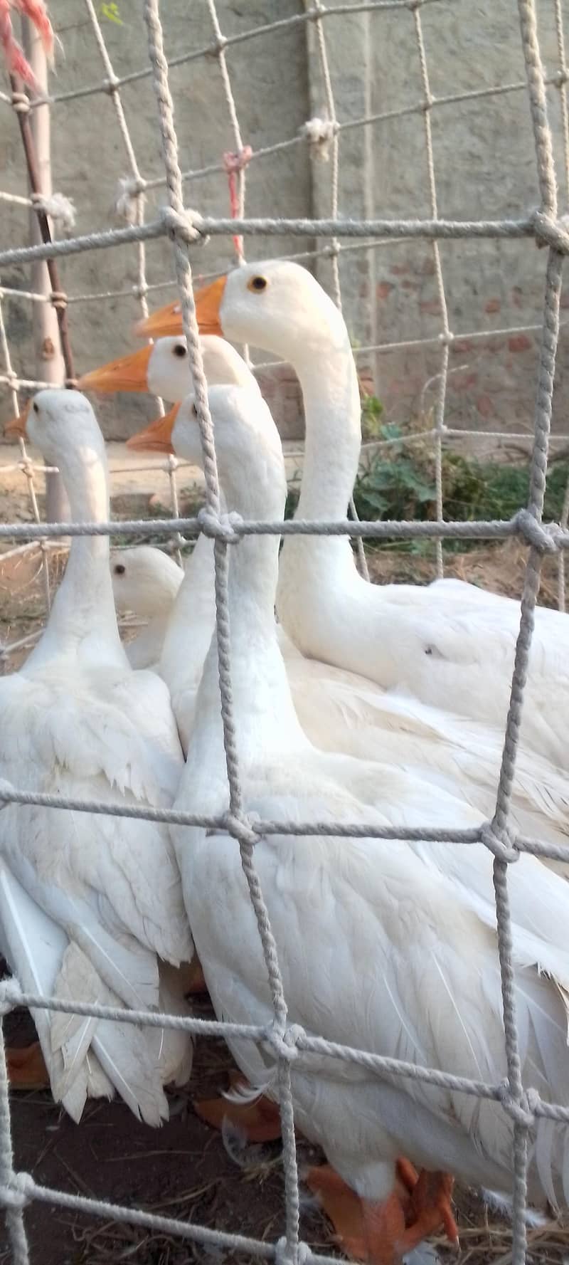 white ducks 1