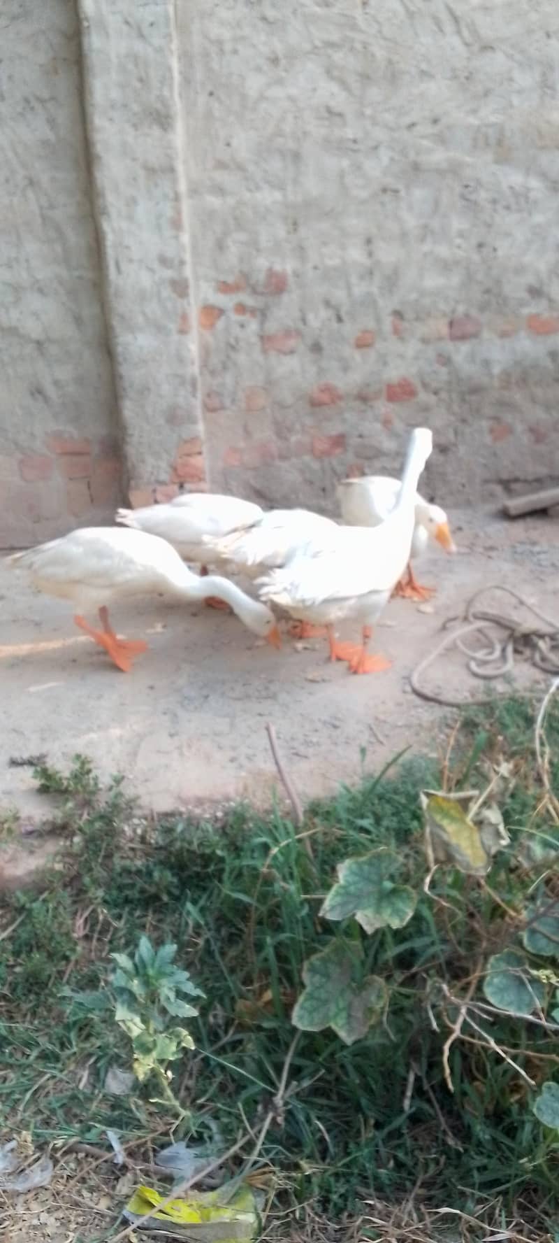 white ducks 2