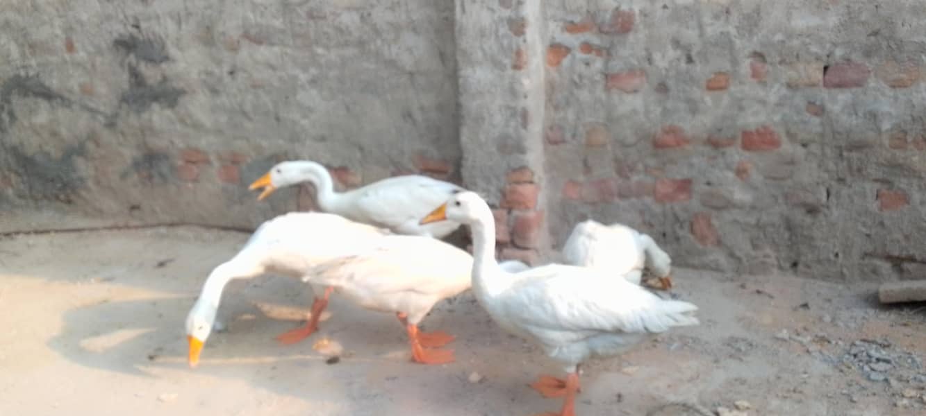 white ducks 3