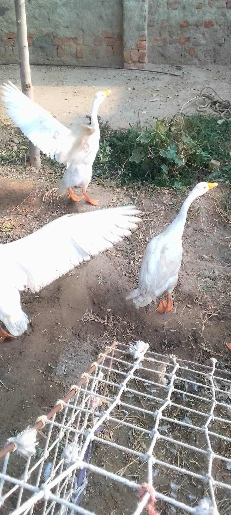 white ducks 4