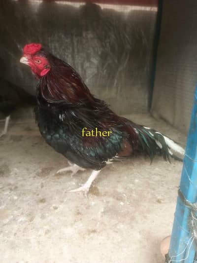 amroha checks pair 03335303785