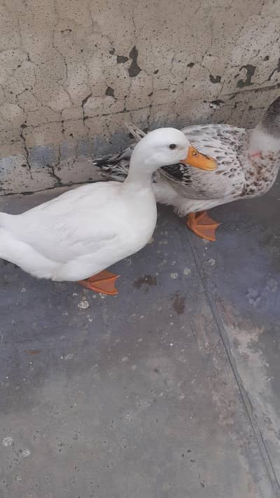 ducks