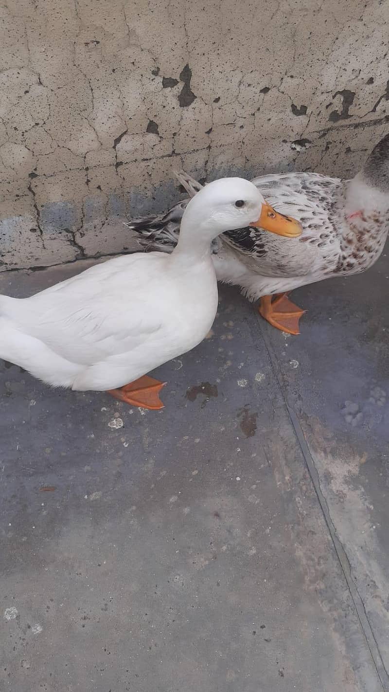 ducks 0