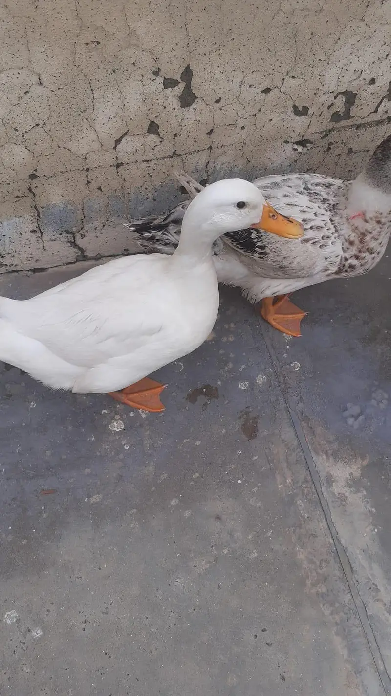 ducks