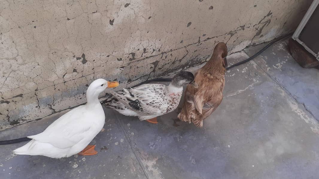 ducks 1