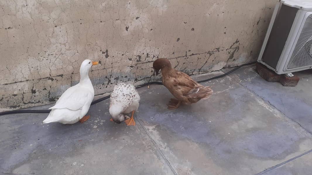 ducks 2