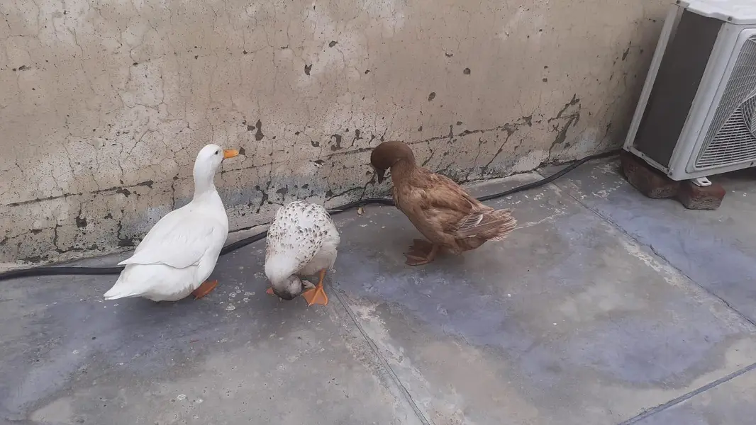 ducks — photo 3