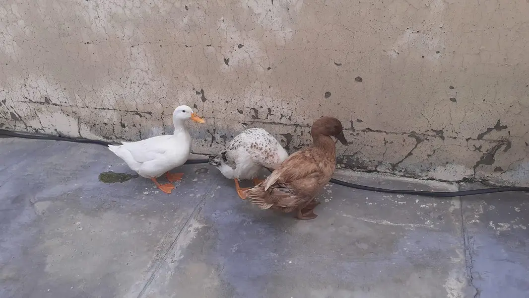 ducks — photo 4