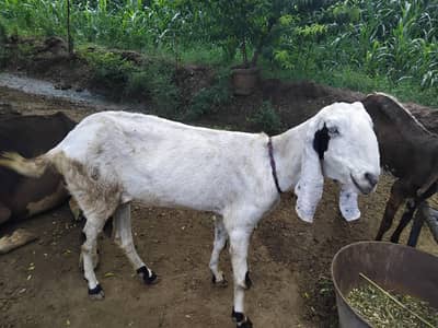 zayada Umar ki hain Khali hain dono. 03017103185