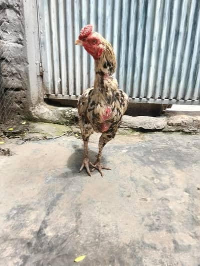 Aseel murga for sale or exchange