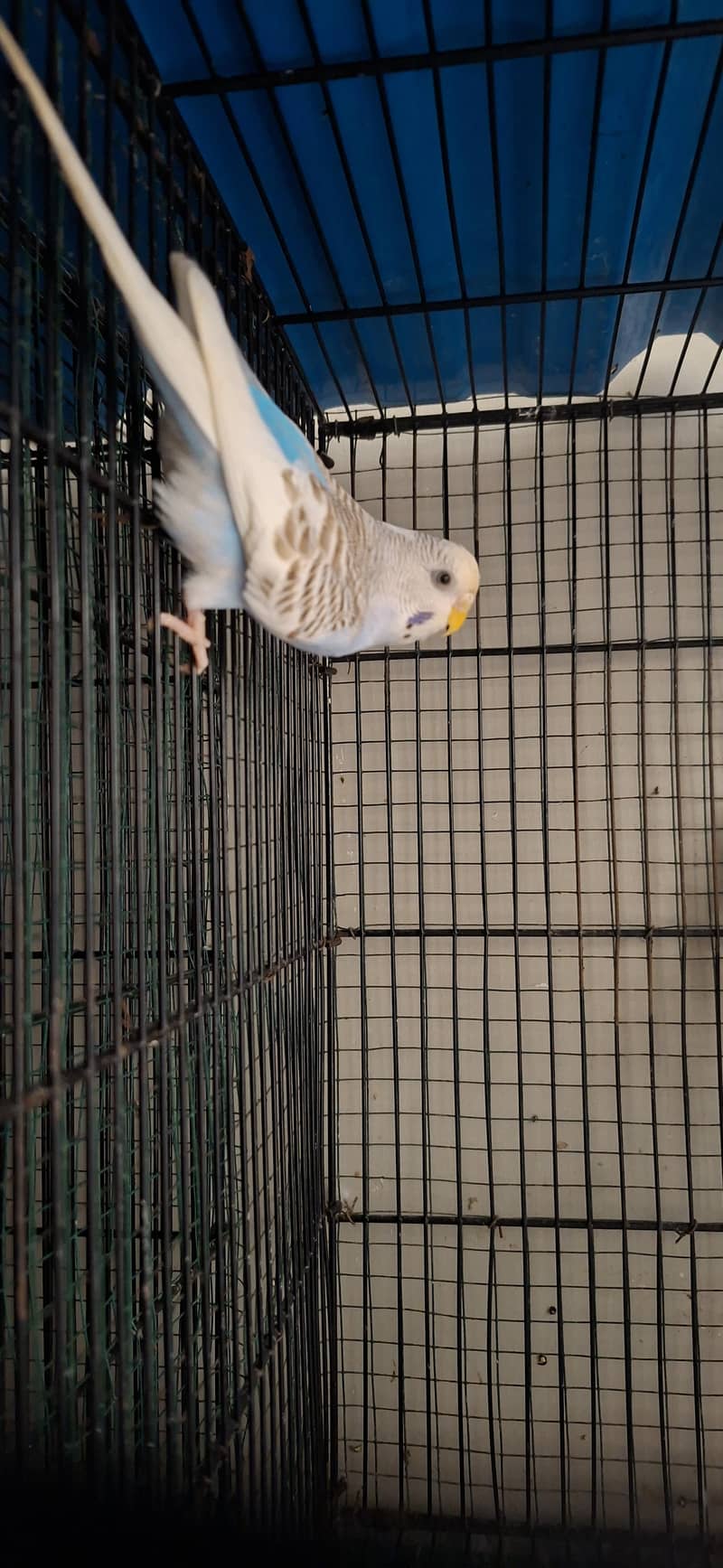 hogoromo 4