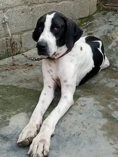 Bully dog for sale