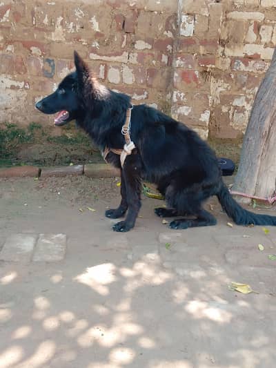Black German shepherd pedigree male puppy
