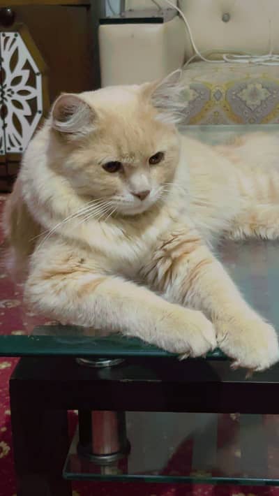 Persian Cat Male Adult Vaccinated