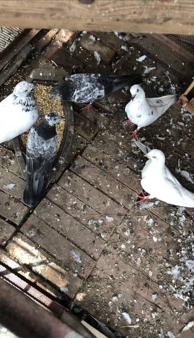 Pigeons, peigon, Kabootar for sale birds