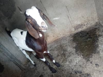 female goat