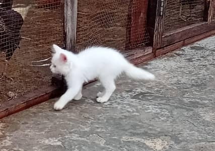Persian Cute Loving Kitten