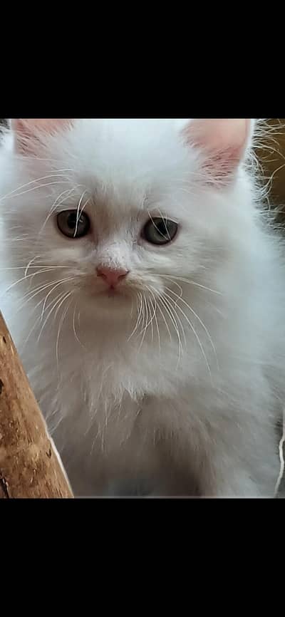British male kitten