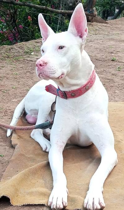 Kohati Gultair Dog 10 Months Patha