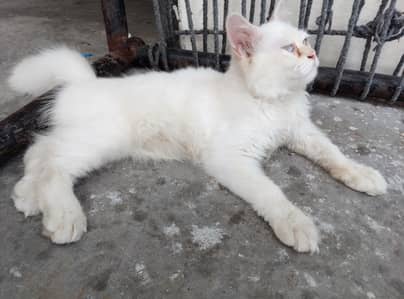 cats selling