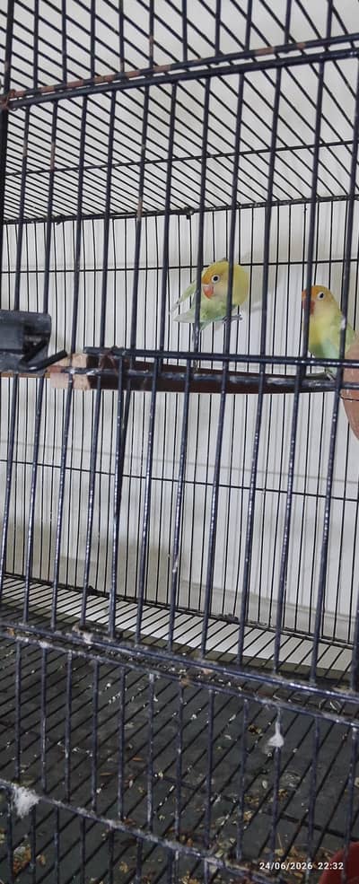 love birds
