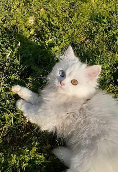 female cat available