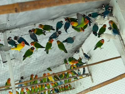 Love Bird Breeder Colony