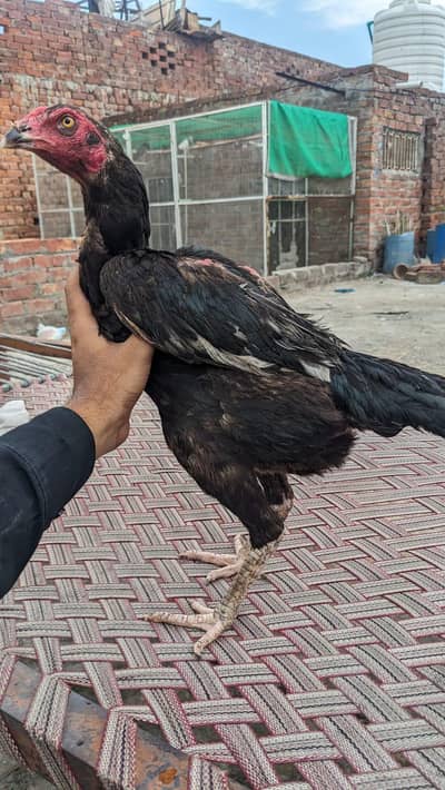 Penus+jappness 03239724659
