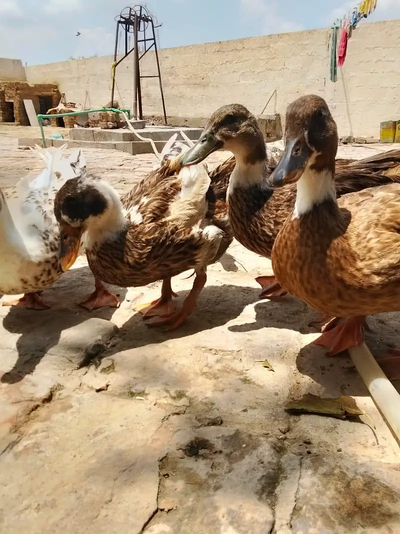 dukas pair — photo 2