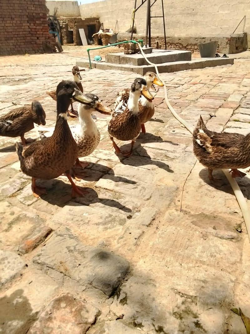 dukas pair 4