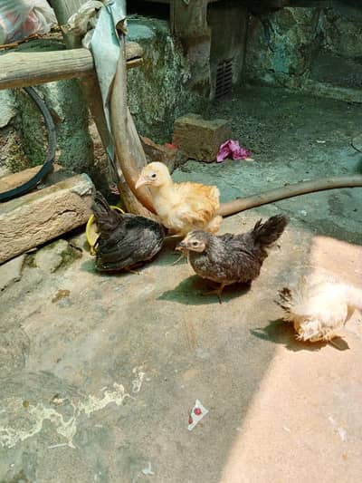 japanese females chicks urgent sale